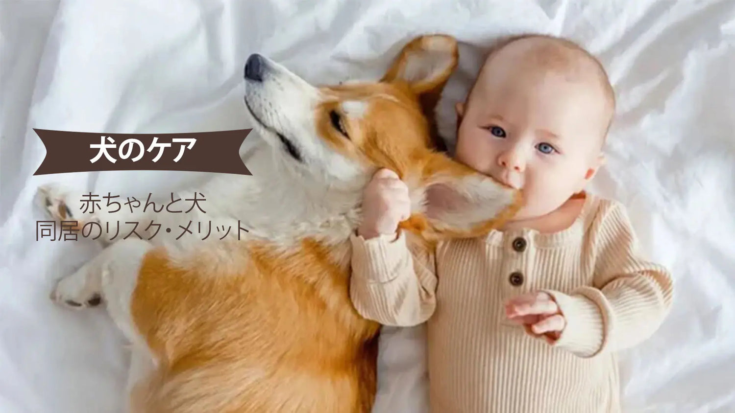 赤ちゃんと犬