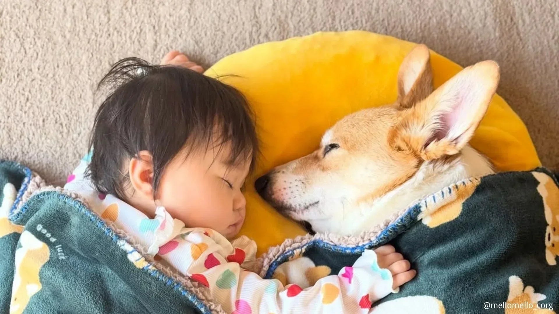 赤ちゃんと犬はいつから一緒に寝る様子