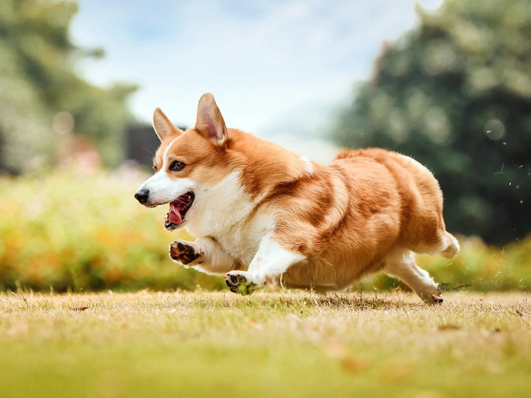 【犬の健康管理】散歩後の足のお手入れの必要性とポイントをご紹介します！