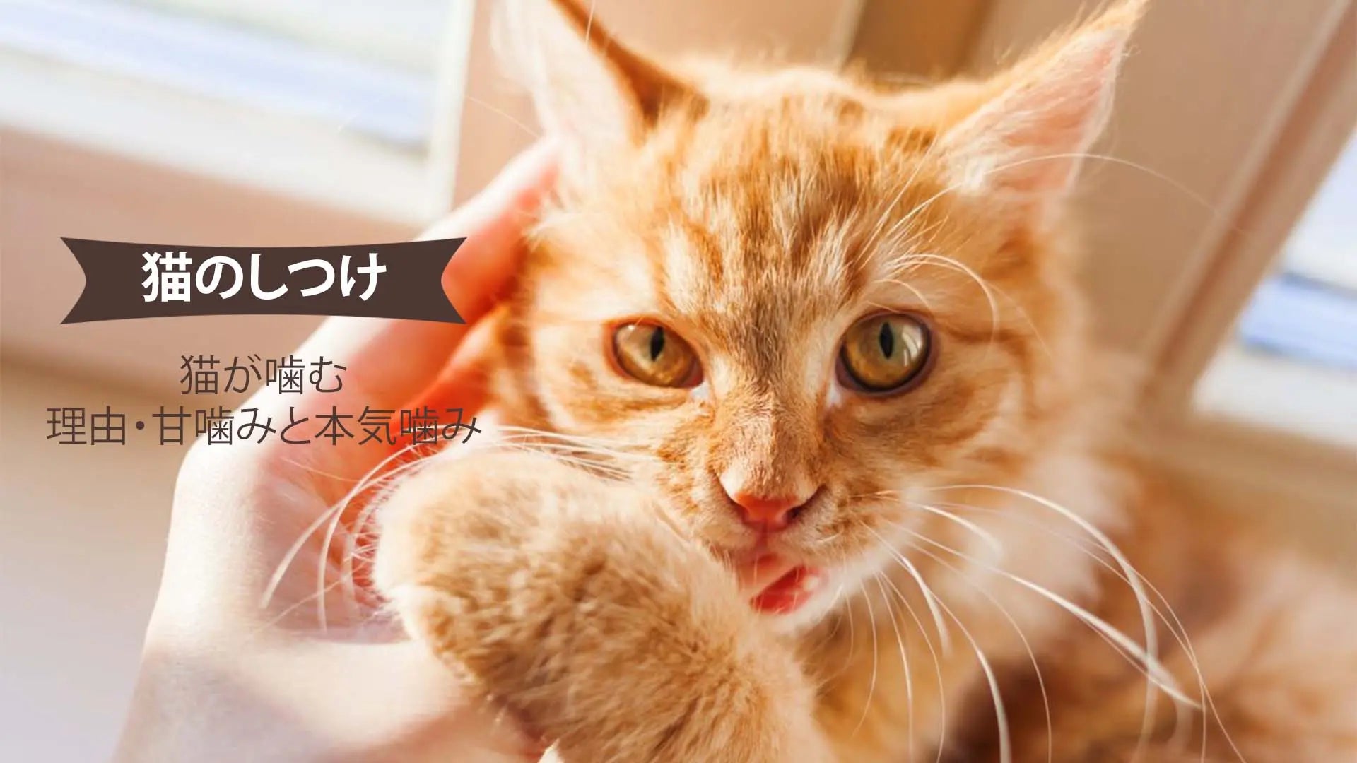 猫が噛む理由