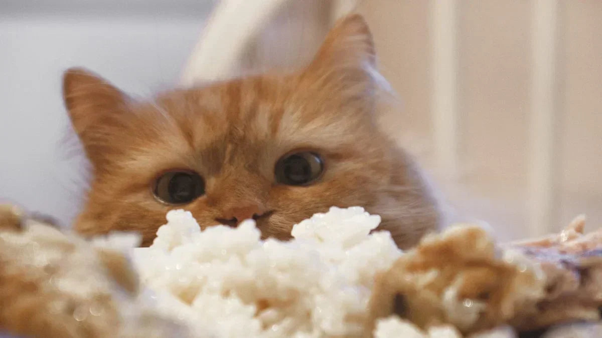 猫はお米を食べる様子