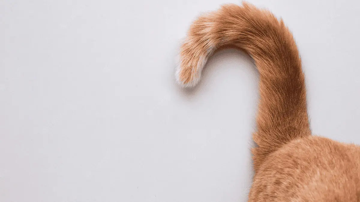 猫のしっぽ