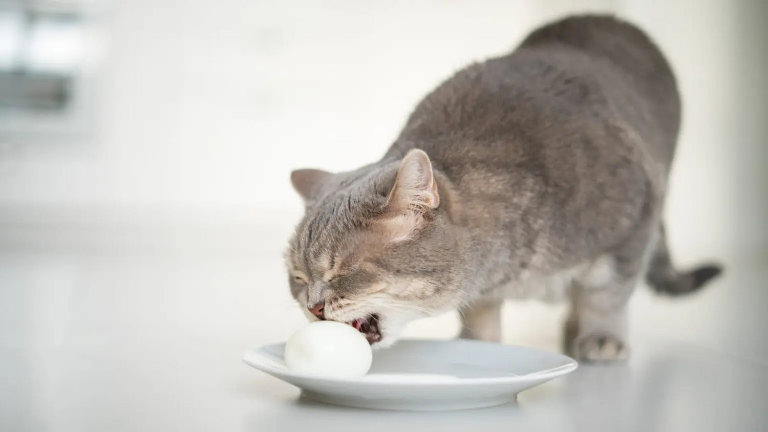 猫のご飯が足りないサイン