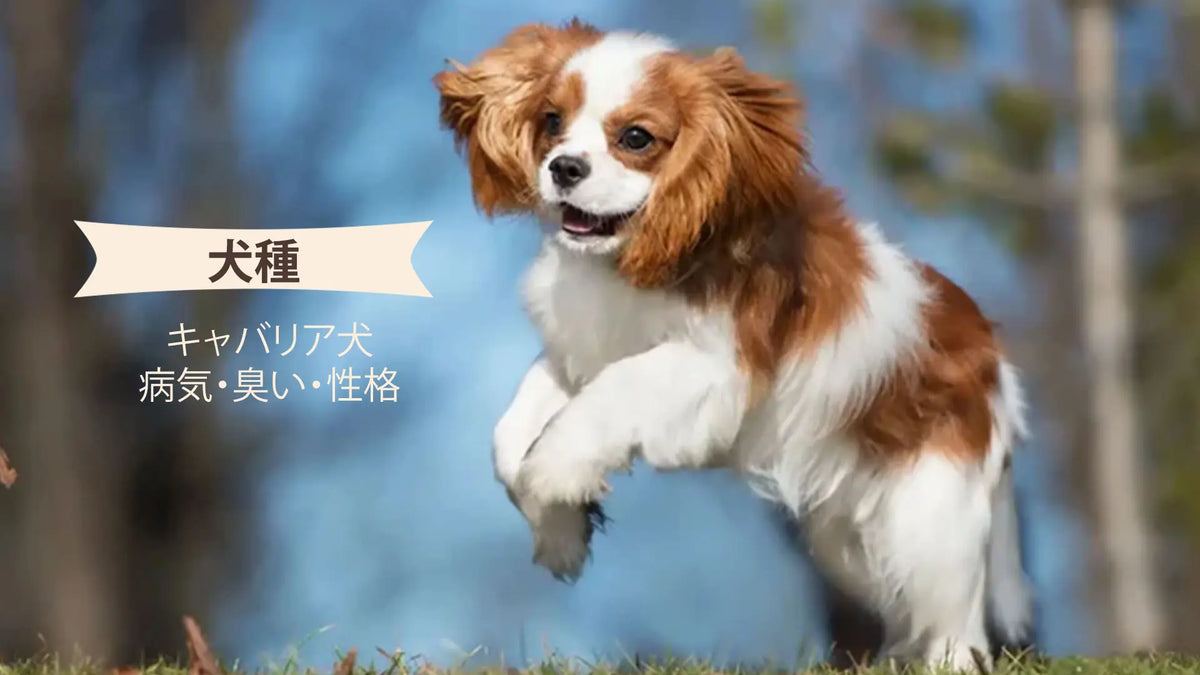 キャバキャバリアのすべて｜性格の弱点・寿命・価格相場からしつけまで 