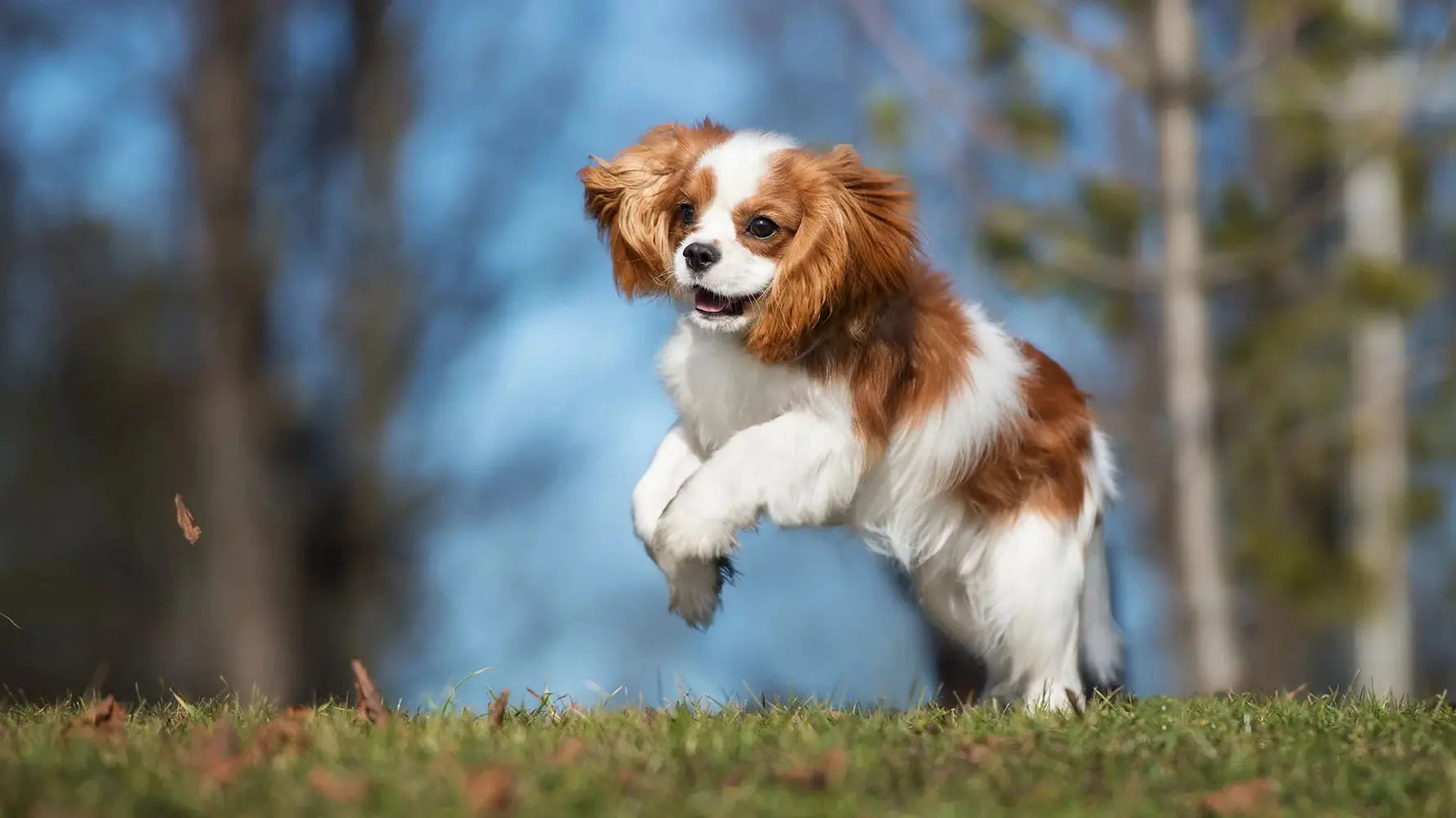 キャバリア犬