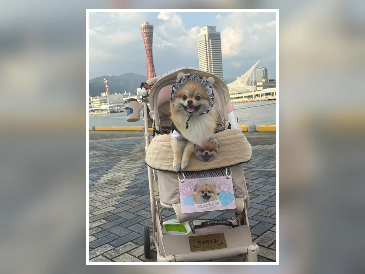 「茶々美ちゃん！」の声がうれしくて。お友だちに会いに行く、茶々美ちゃんの専用カート