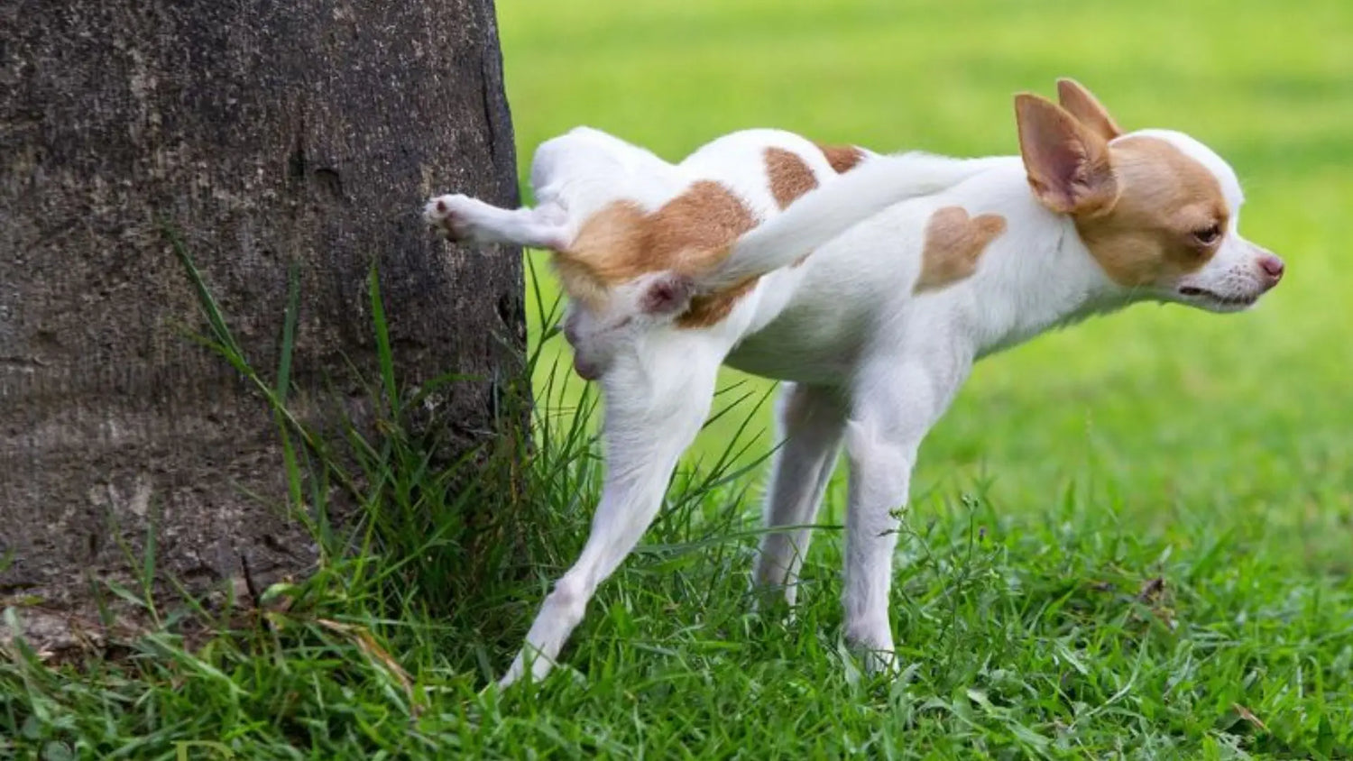 犬の膀胱炎の症状