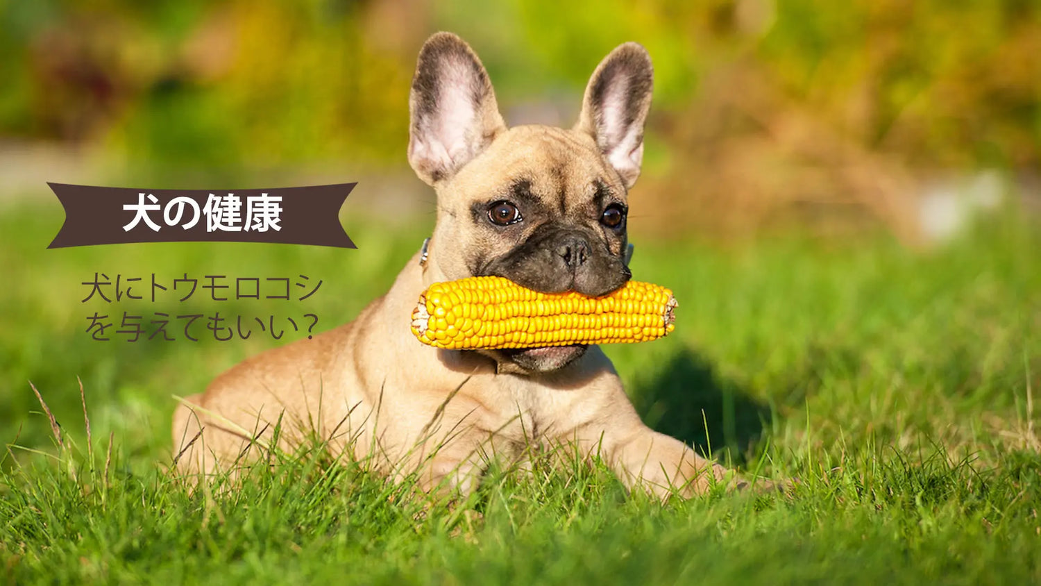 犬はとうもろこしを食べても大丈夫