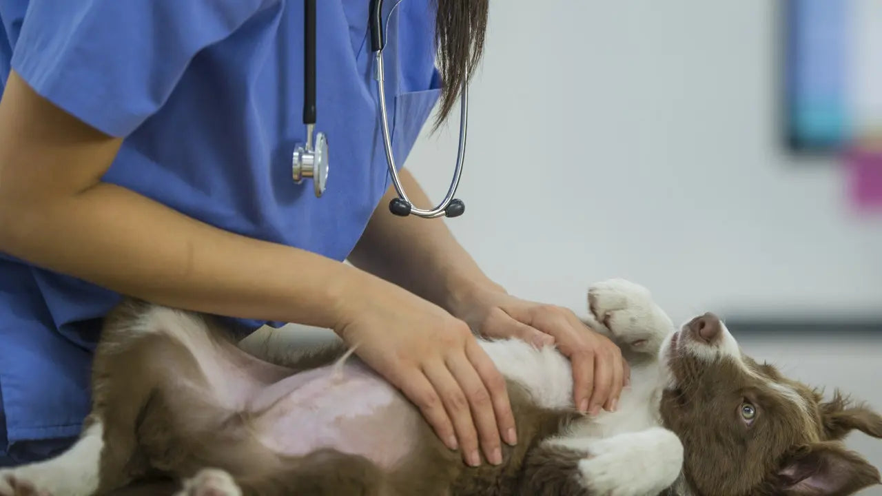 犬の去勢手術