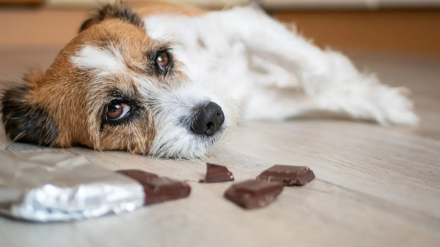 犬がチョコを食べた