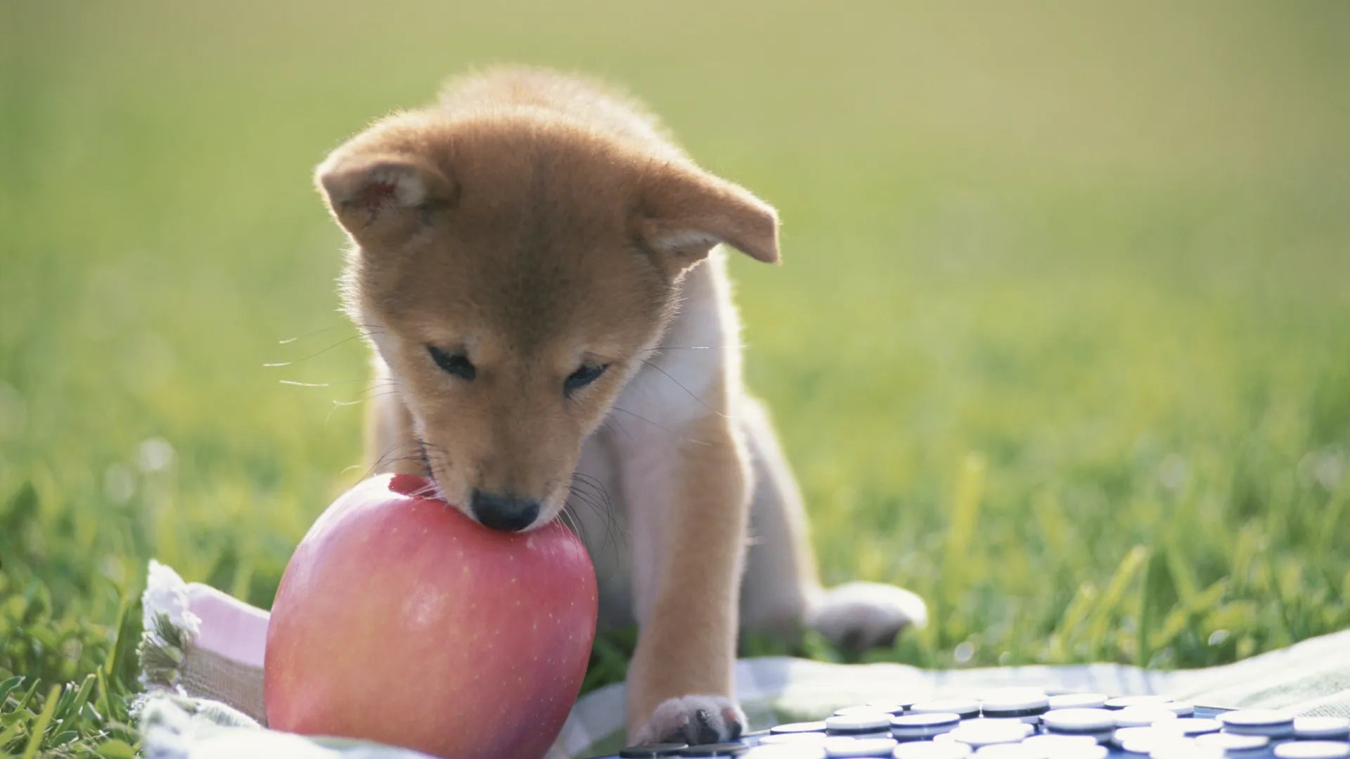 犬はリンゴを食べる