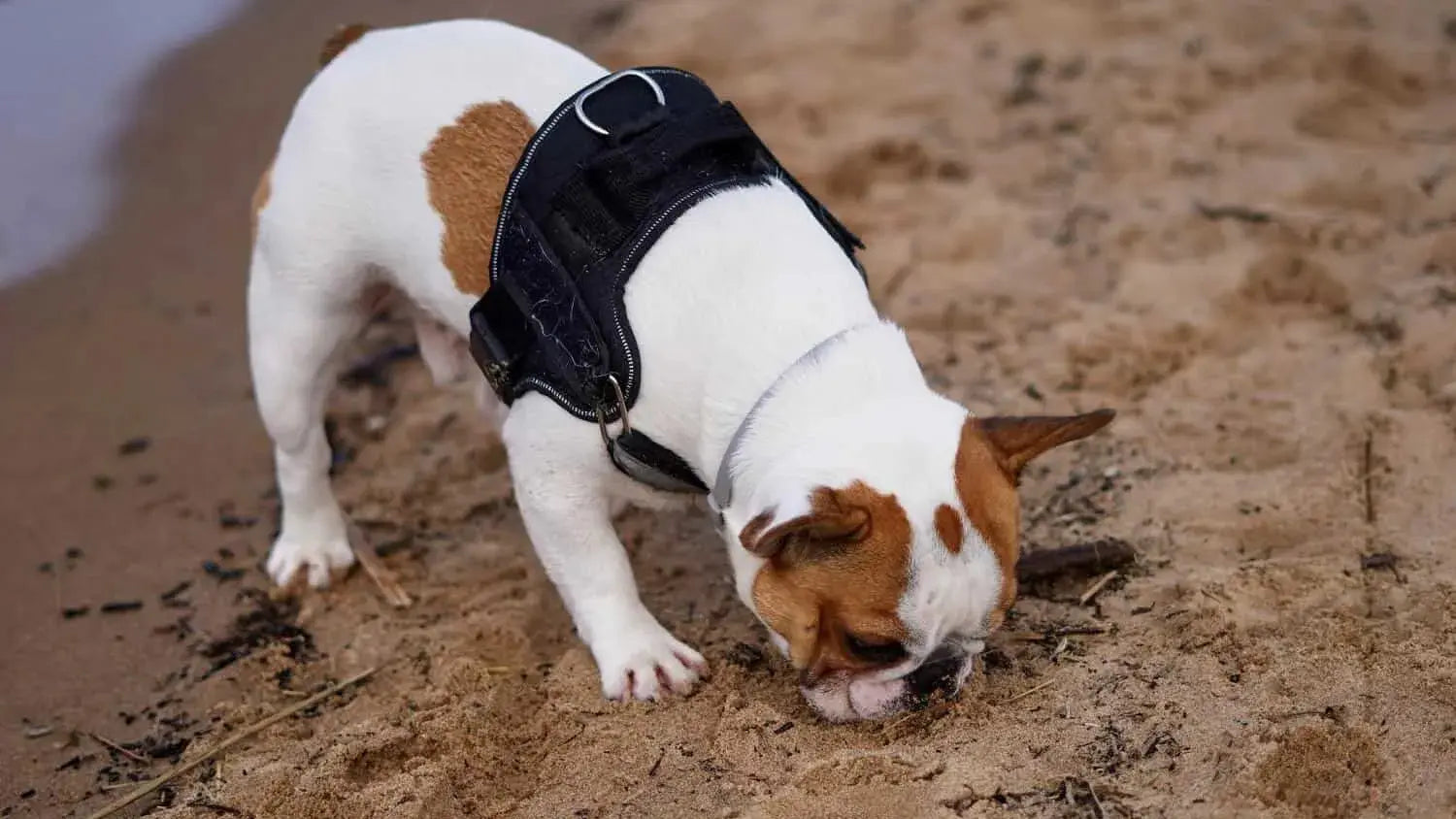 犬が石を食べる