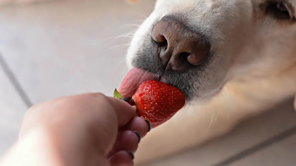 犬がイチゴを食べる