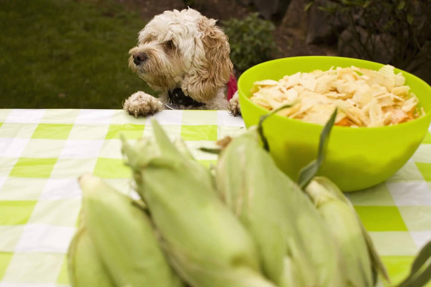 犬はとうもろこしを食べても大丈夫？与え方・適量・注意点をやさしく解説｜PETTENA
