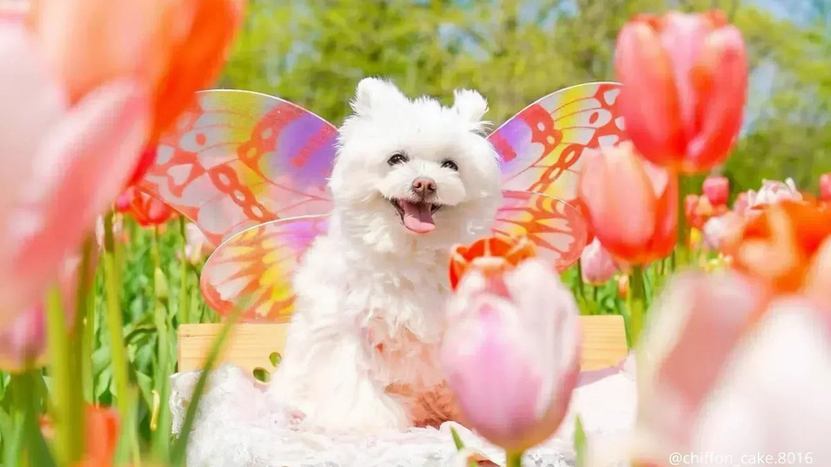 兵庫県の犬イベント2026