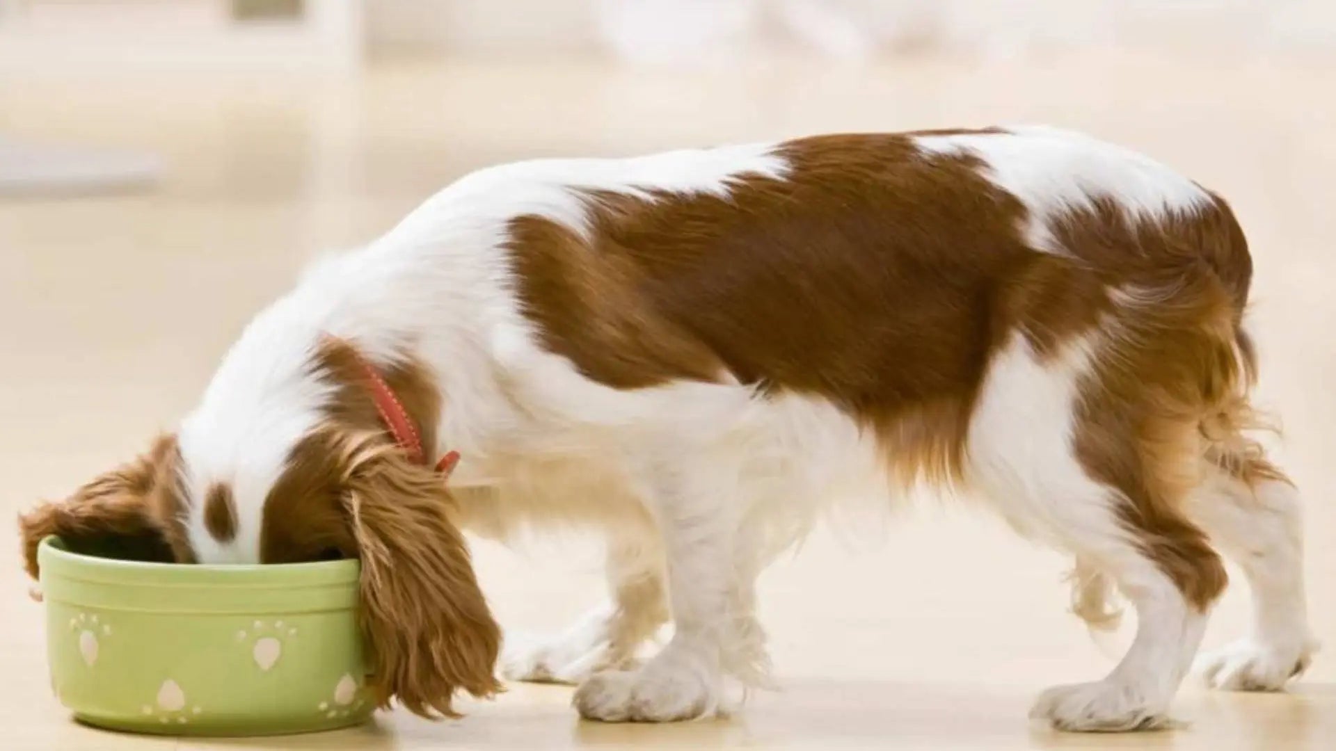 犬がご飯を食べる