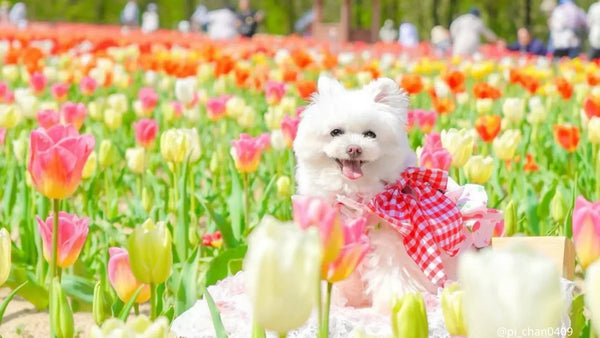 犬と行けるチューリップ畑｜関東・関西の見頃＆おすすめ13選【2026年版】
