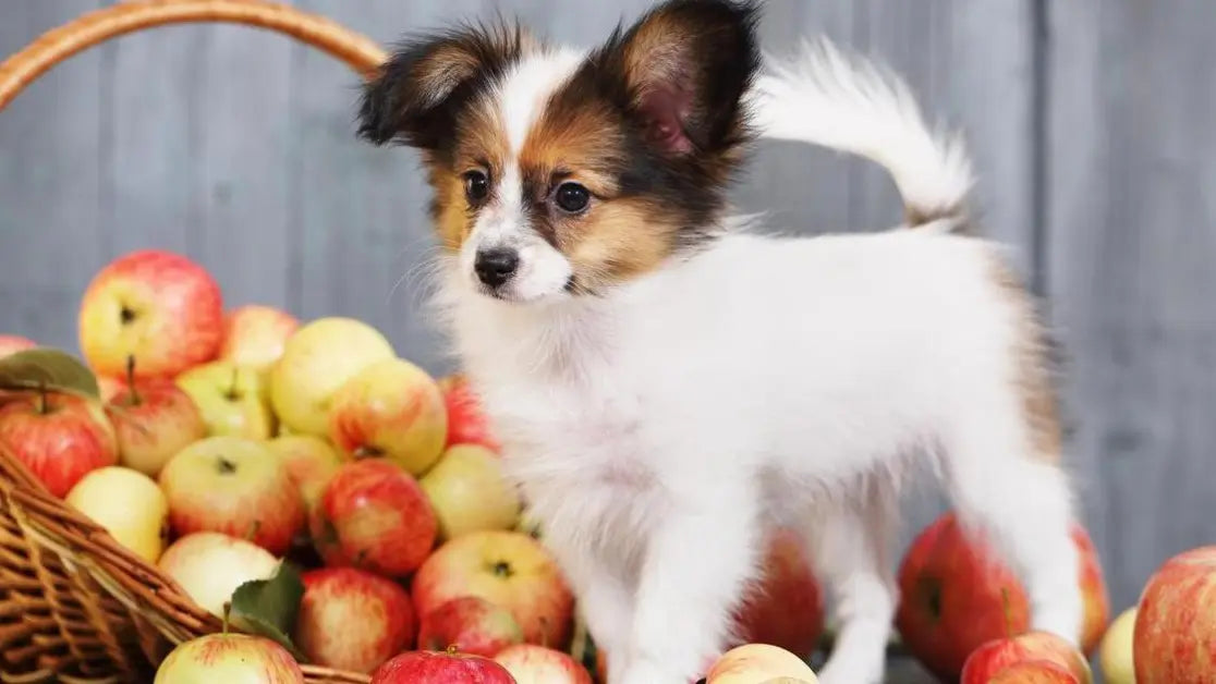 犬に柿を与える