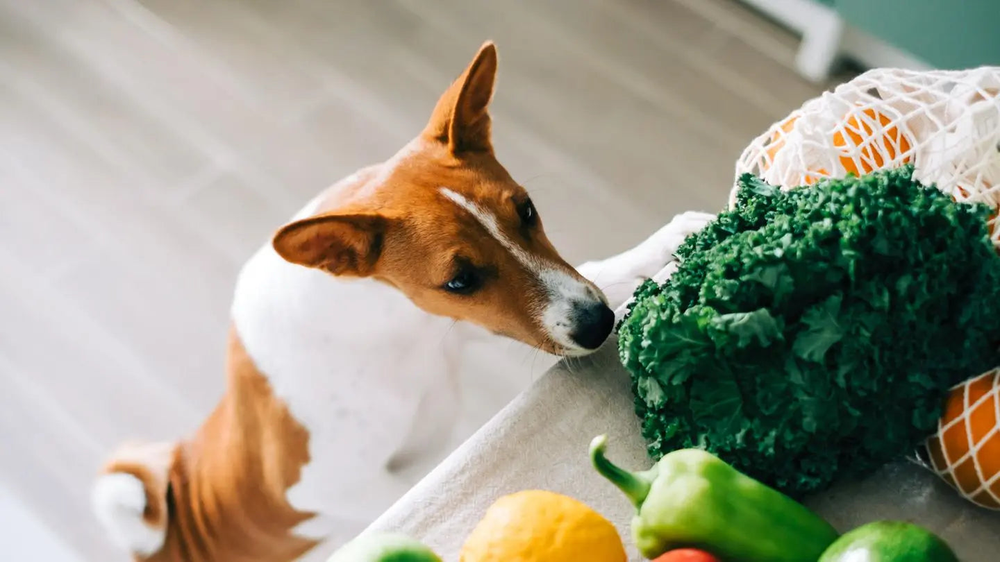 柿犬食べれる