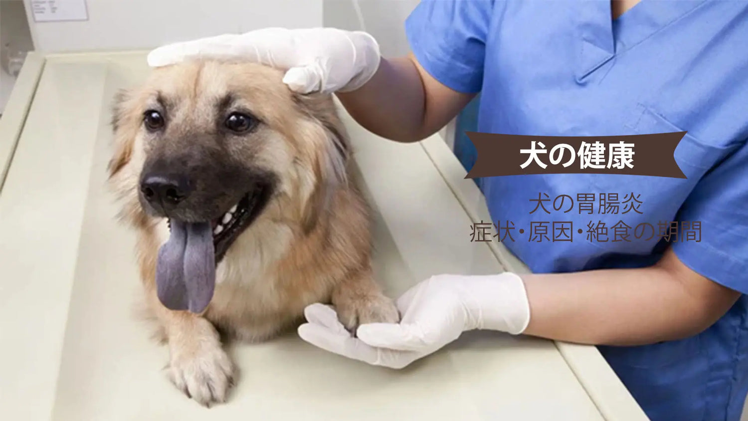 犬の胃腸炎はどう治す？症状・原因・絶食の期間までやさしく解説｜PETTENA