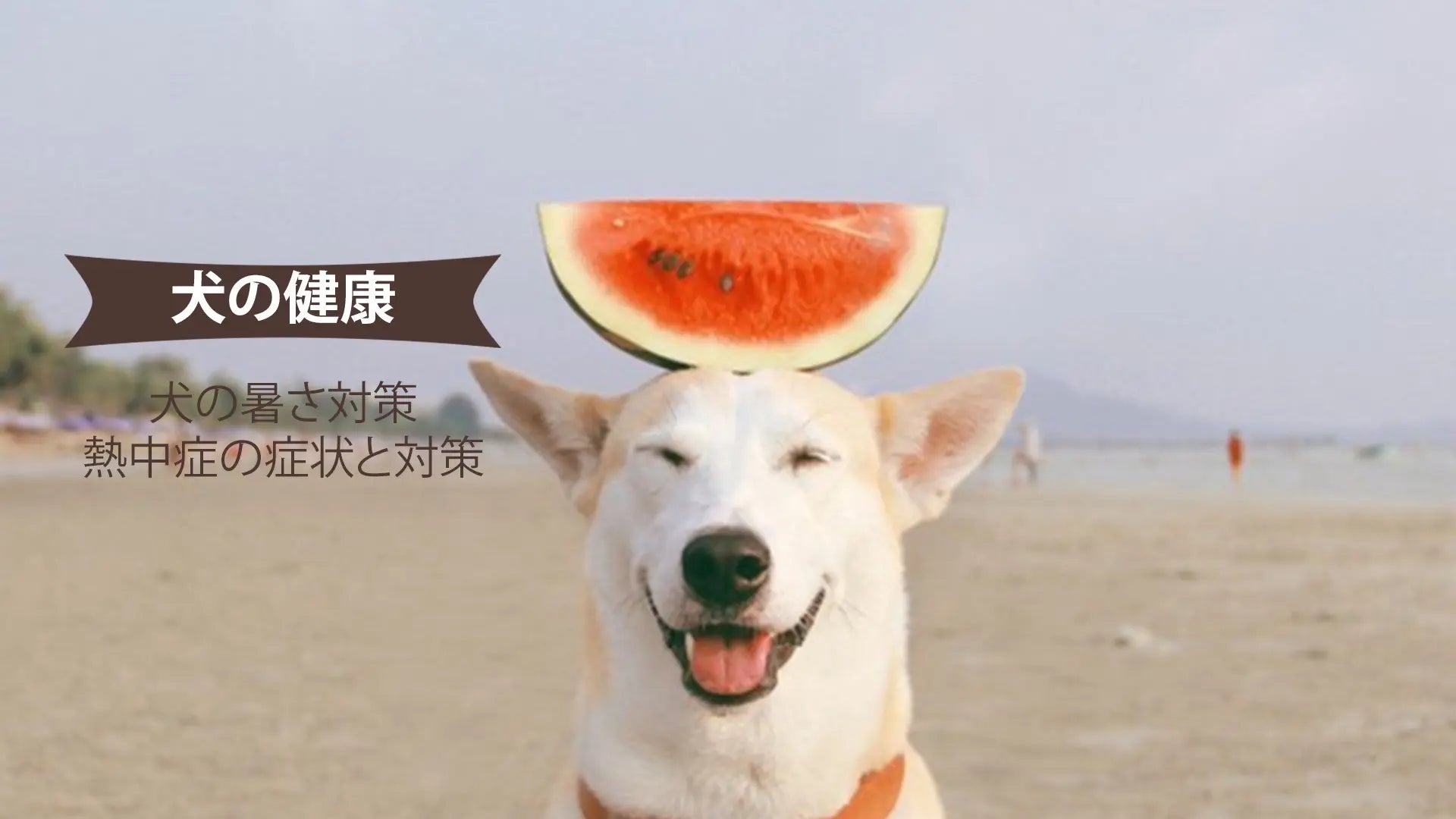犬の暑さ対策