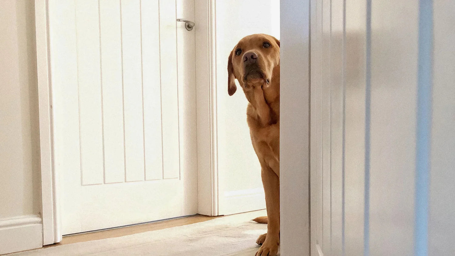 雷の音に驚き、耳を後ろに倒して体を小さくしている犬