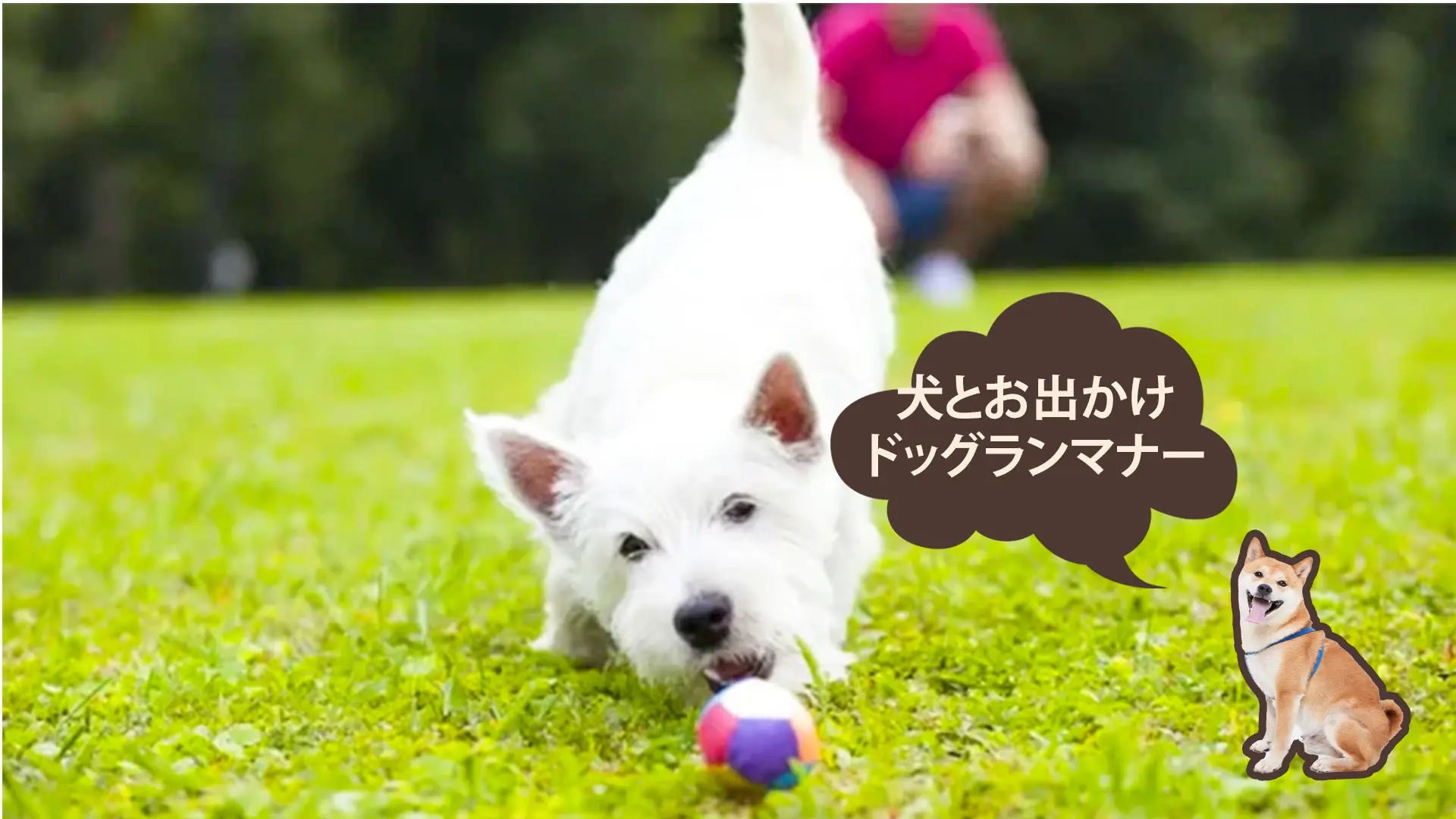 ドッグランでのマナー
