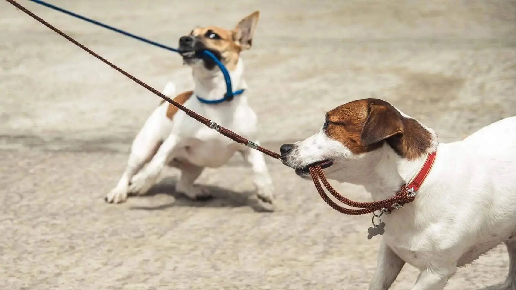 犬同士仲悪い