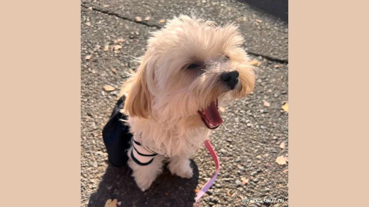 犬がドッグランで遊ぶ様子