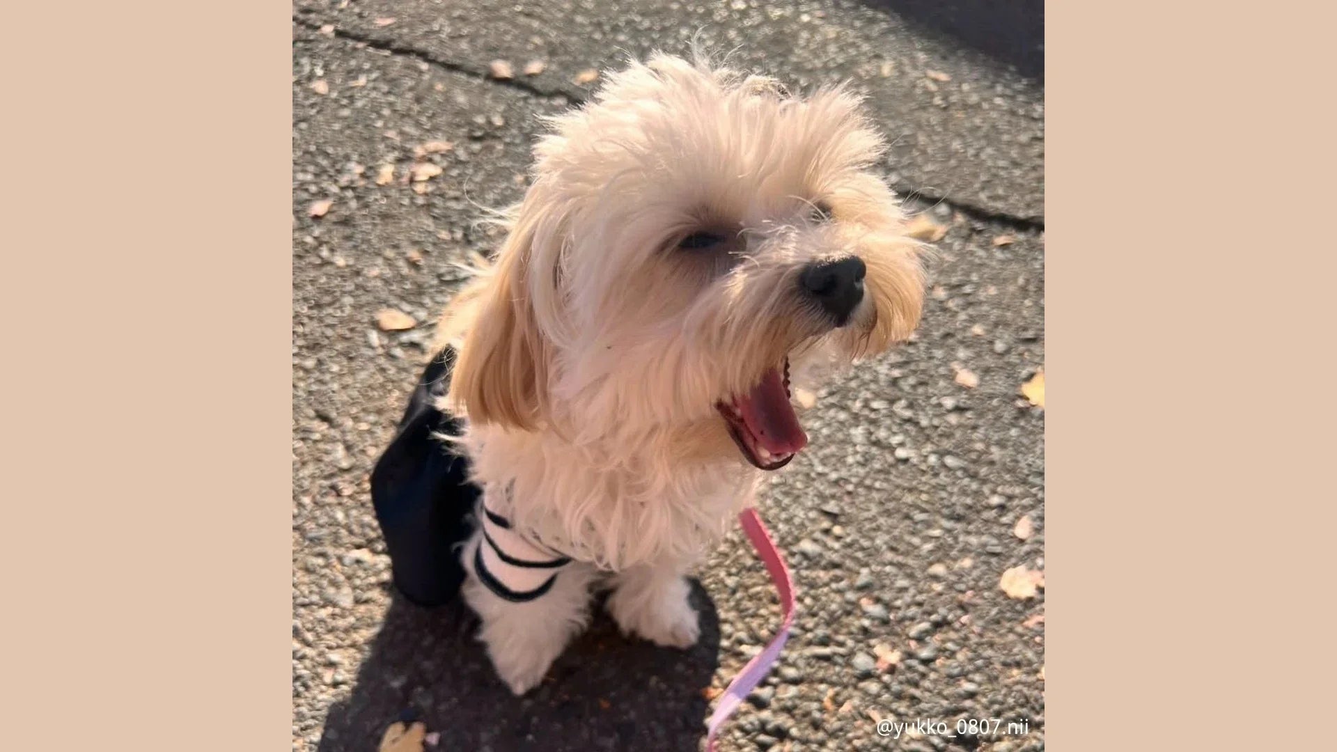 犬がドッグランで遊ぶ様子