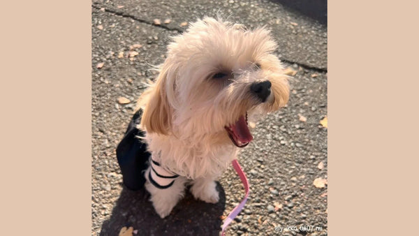 犬がドッグランで遊ぶ様子