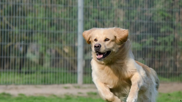 犬はドッグランで走っている様子