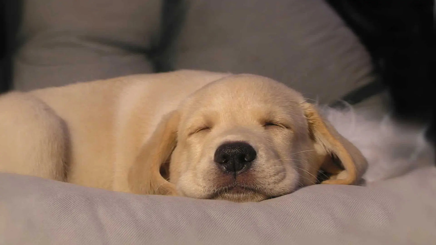 犬がずっと寝てる