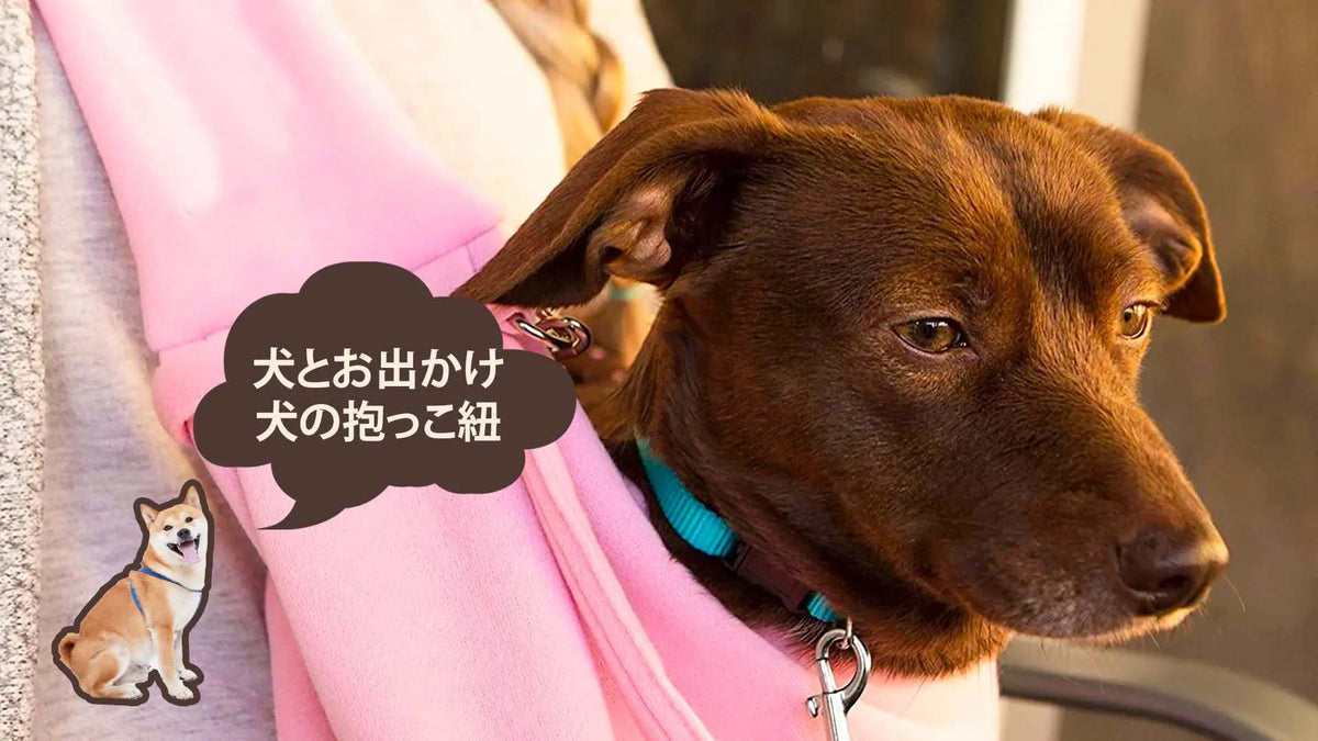 犬用スリングは便利？キャリーバッグ・ペットカートとの違いと選び方を