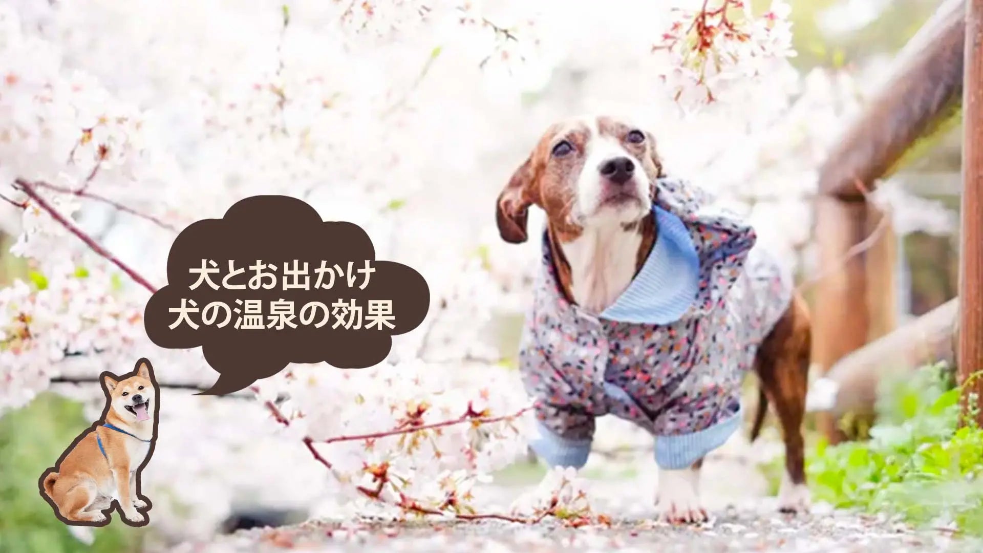 犬の温泉