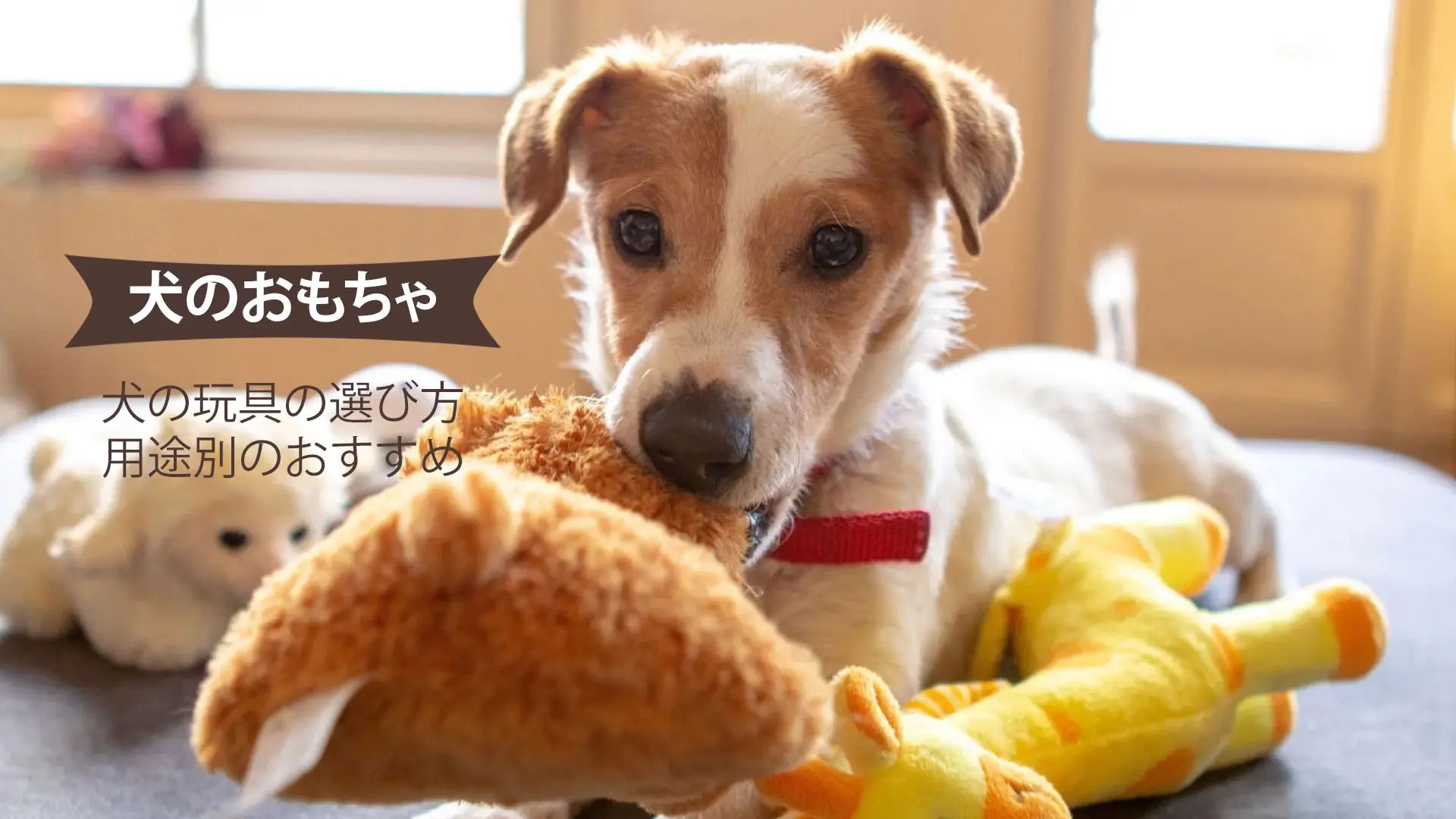犬のおもちゃ