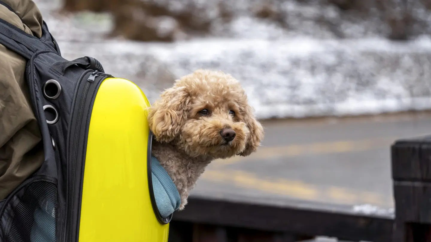犬連れ旅行で気をつけたいマナーとは？トラブル回避のコツ＆持ち物リスト付き｜PETTENA