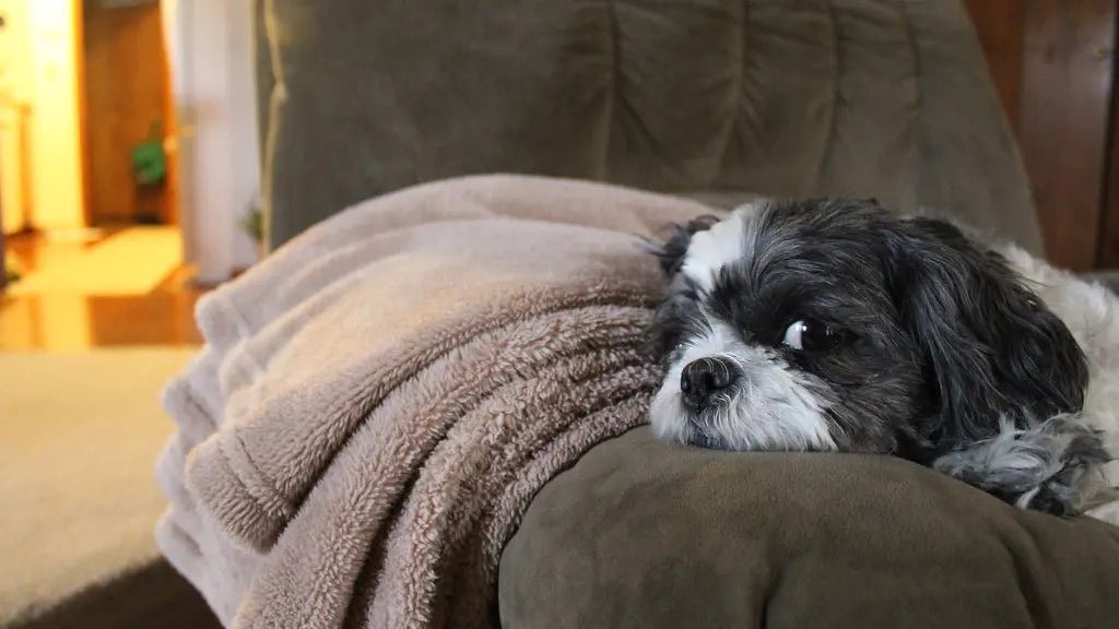 犬が震えて元気がない