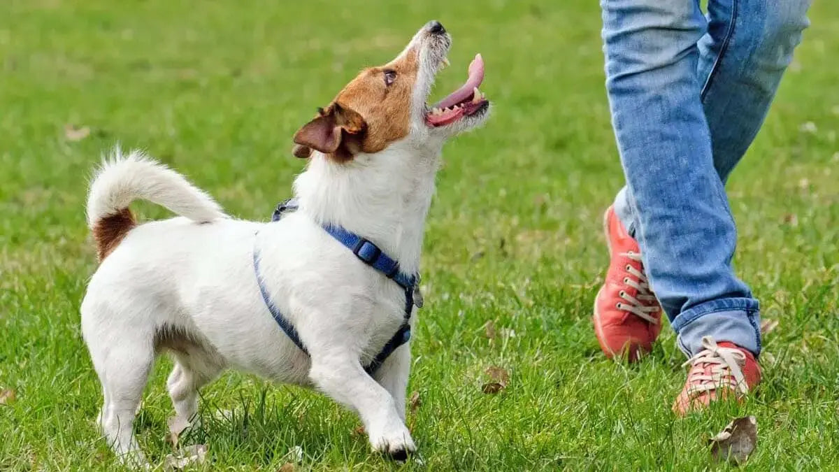 愛犬のお散歩