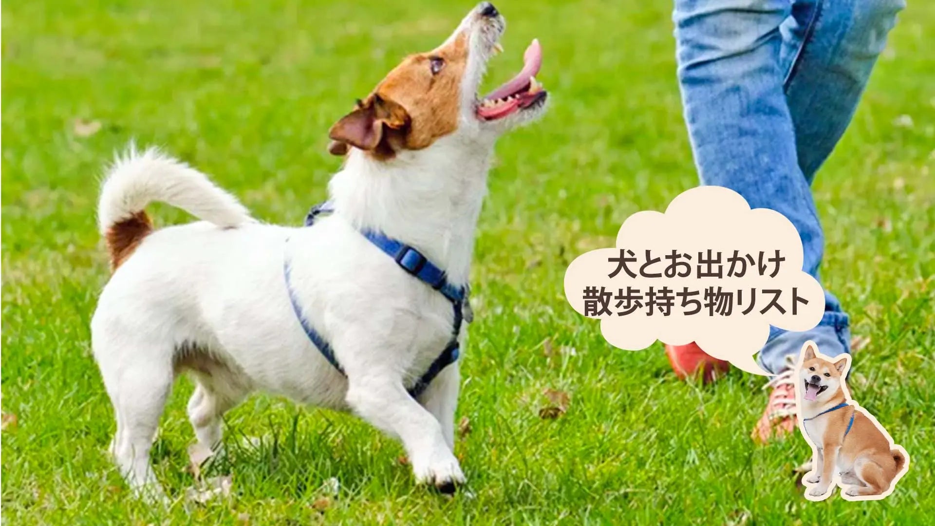 犬の散歩に必要な持ち物リスト！お散歩バッグの中身とマナーを解説｜PETTENA