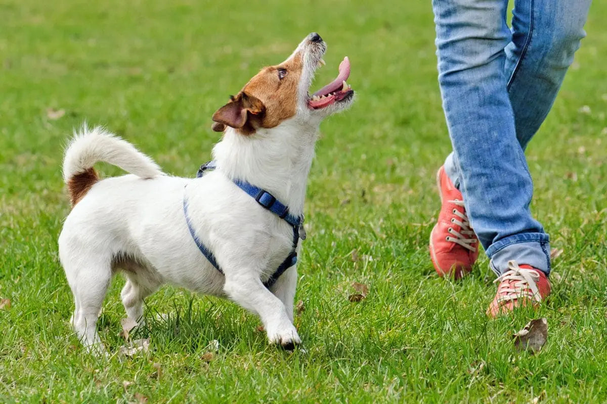 犬の散歩に必要な持ち物