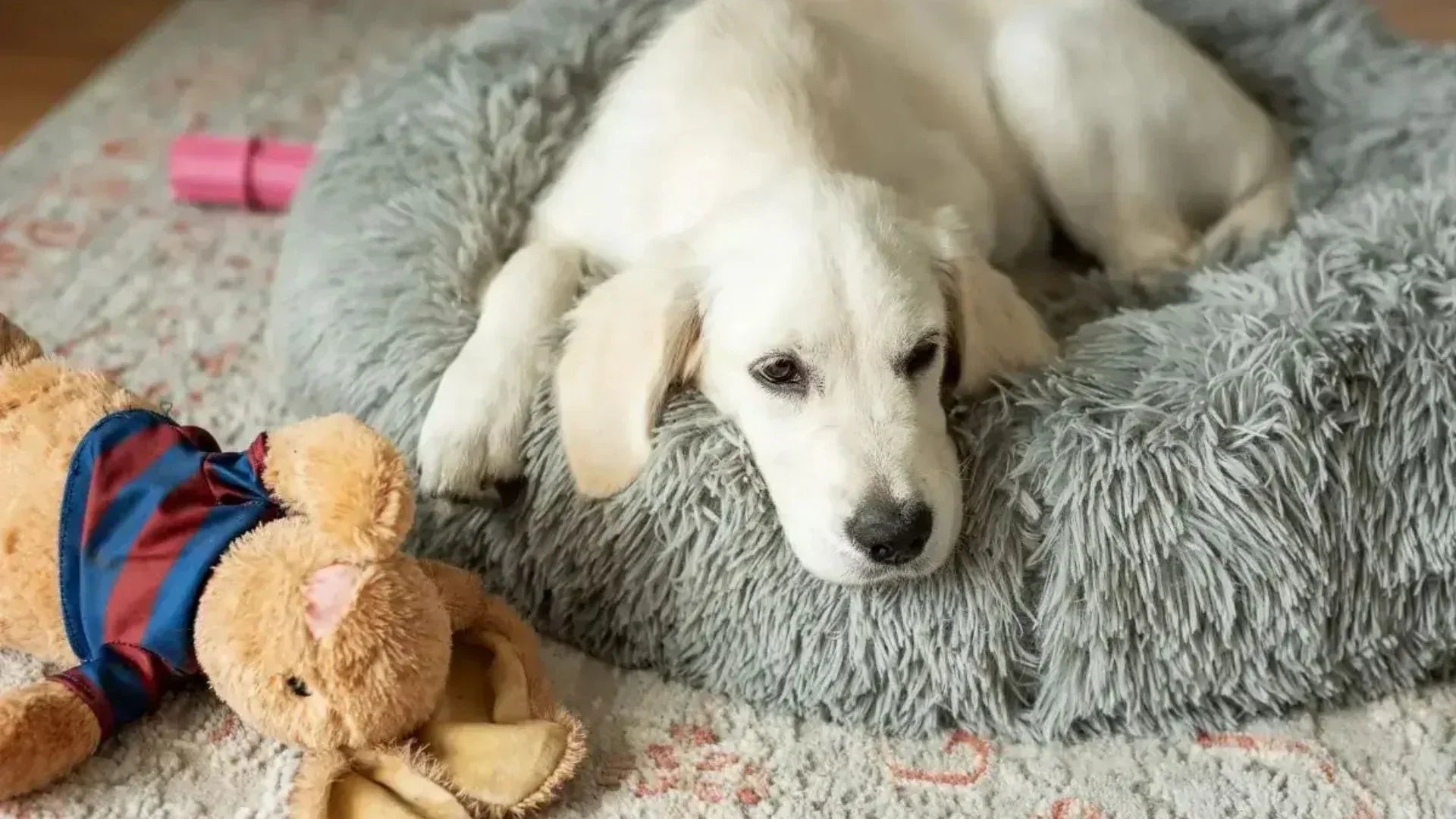 寝床でくるくる回ってから丸まって眠る犬