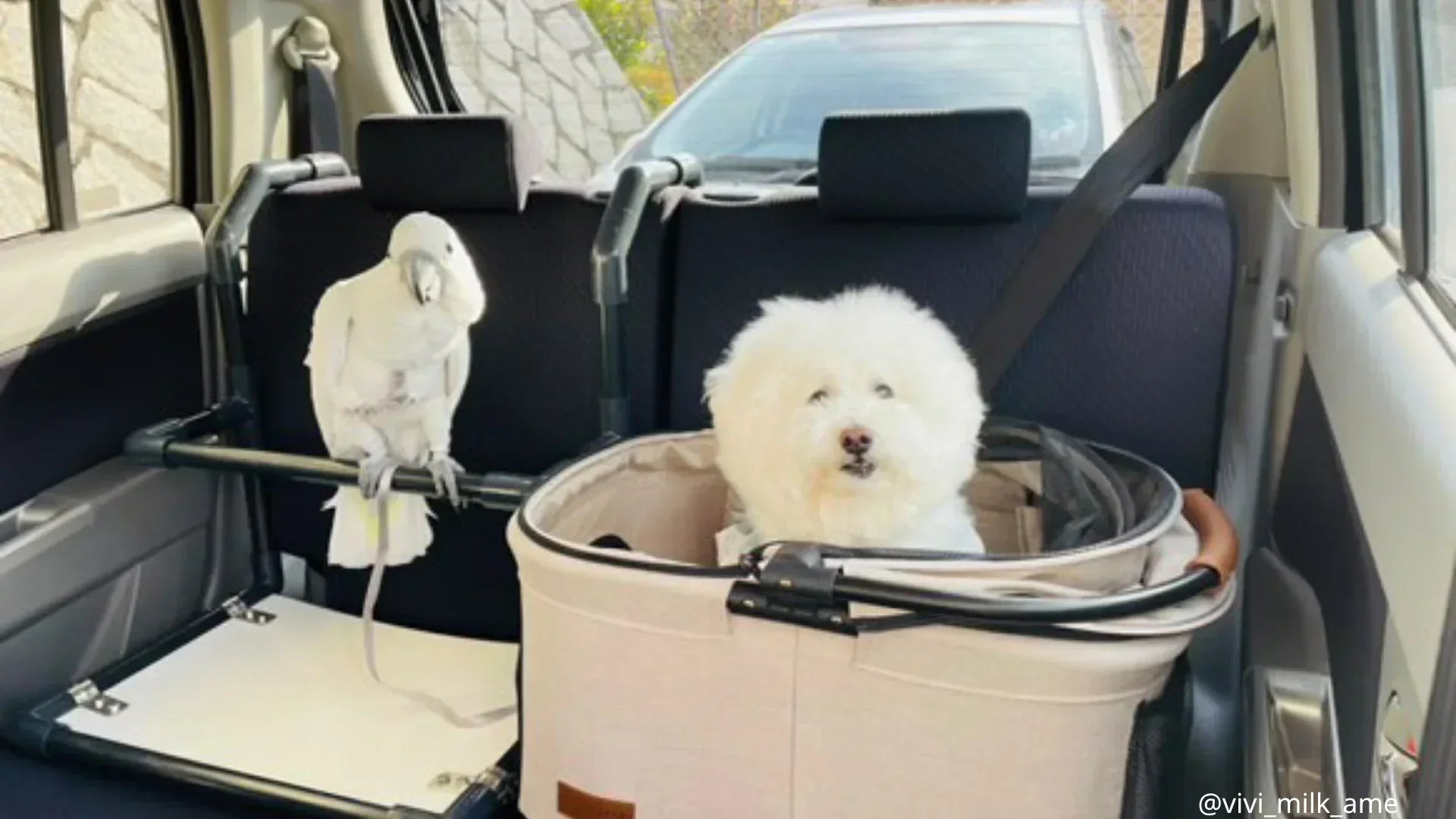 犬と帰省する様子