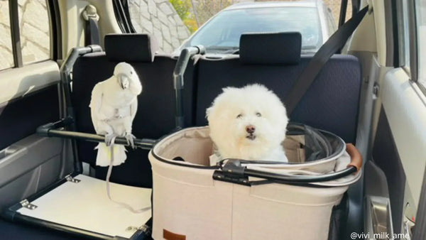 犬と帰省する様子