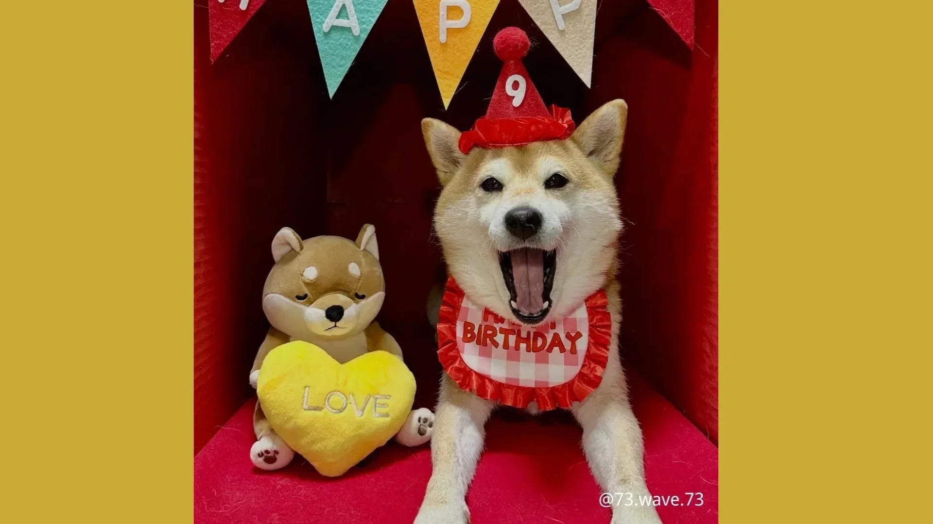 犬が室内で遊ぶ様子