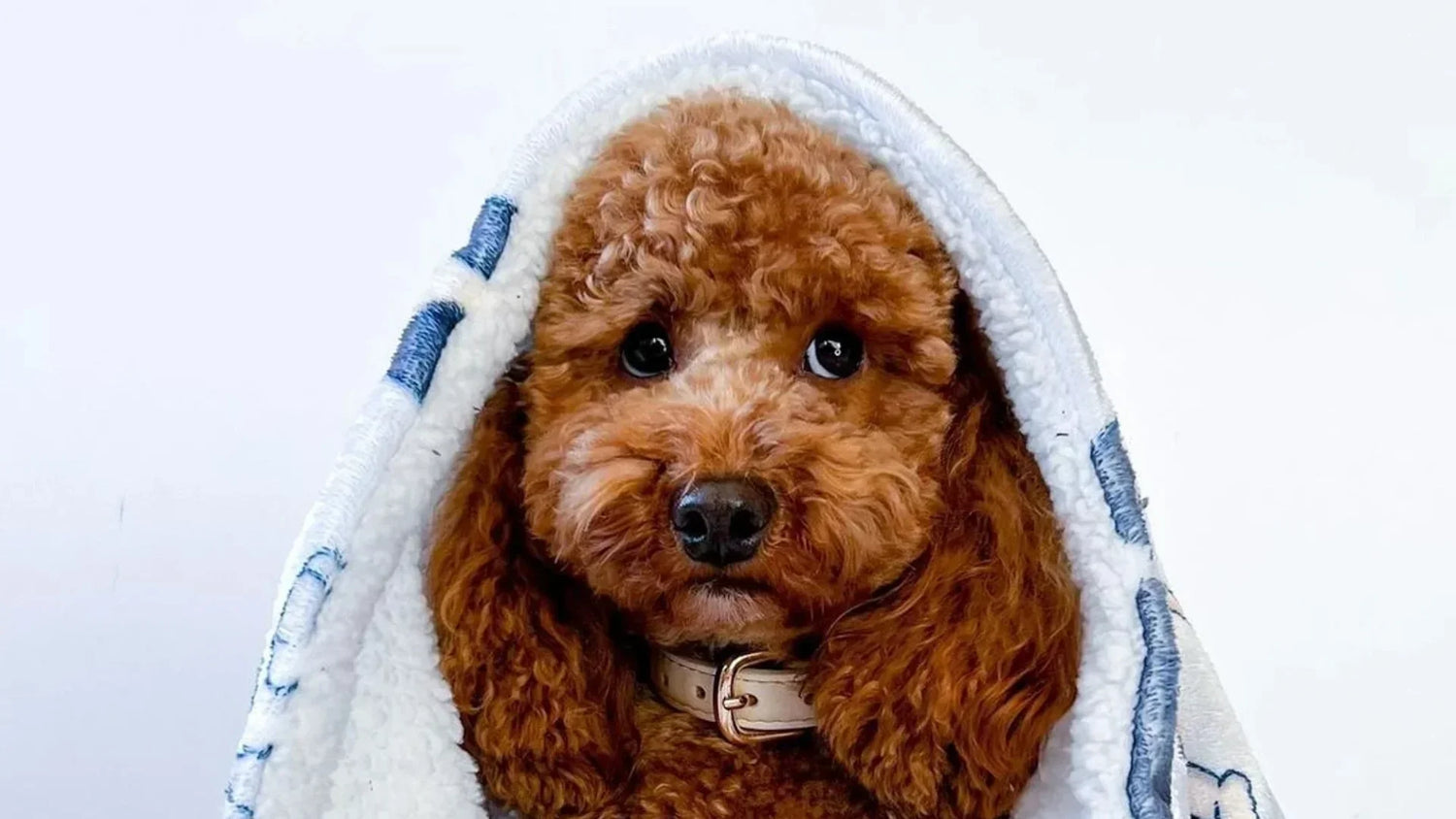 寒暖差で体調を崩した犬