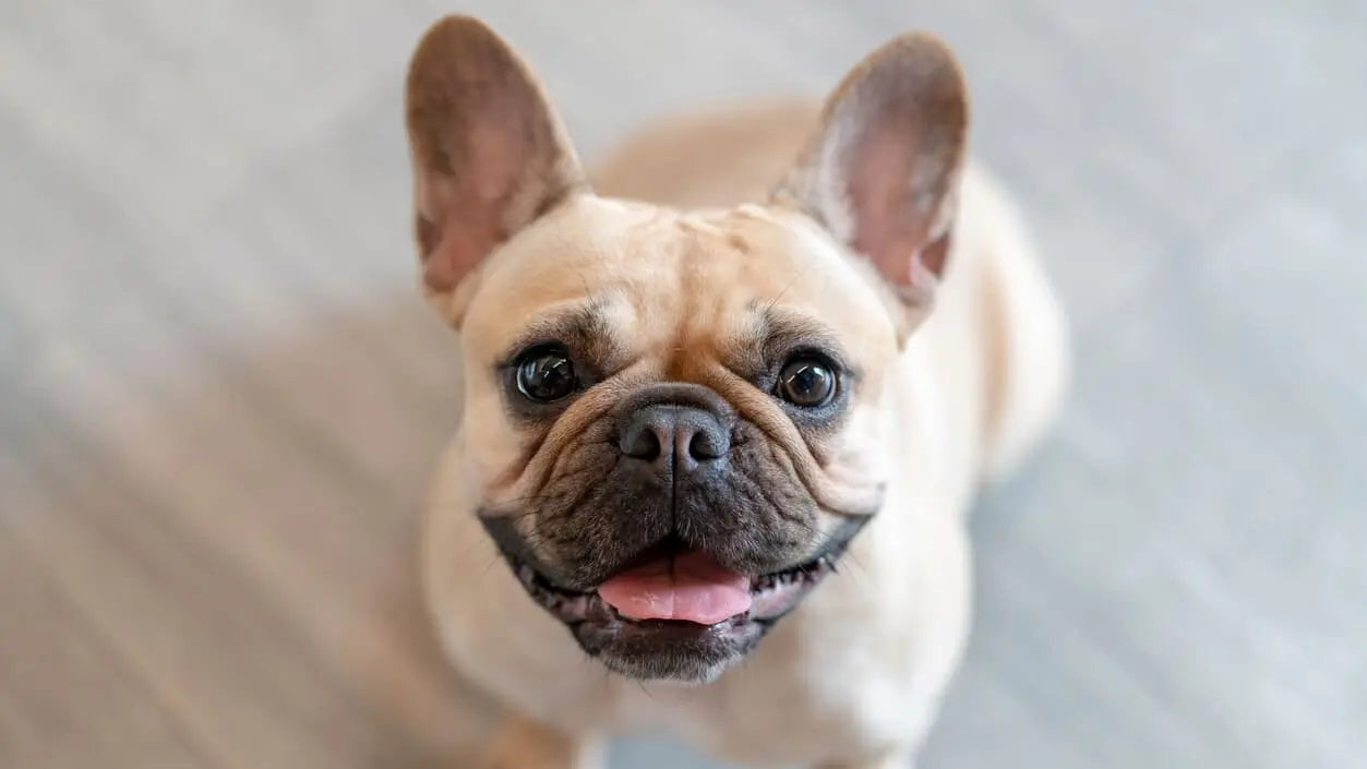 犬の息が荒い…口を閉じている
