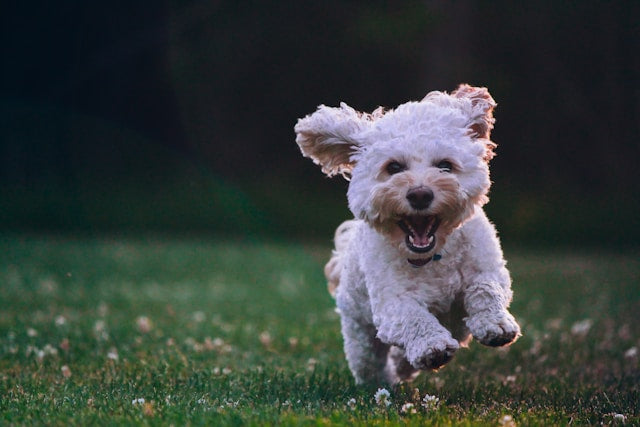 【初めて犬を飼う人必見】子犬お散歩デビューのやり方と注意点