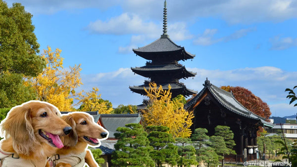 ペットと行けるスポット特集|犬連れで楽しめるお出かけ情報|PETTENA
