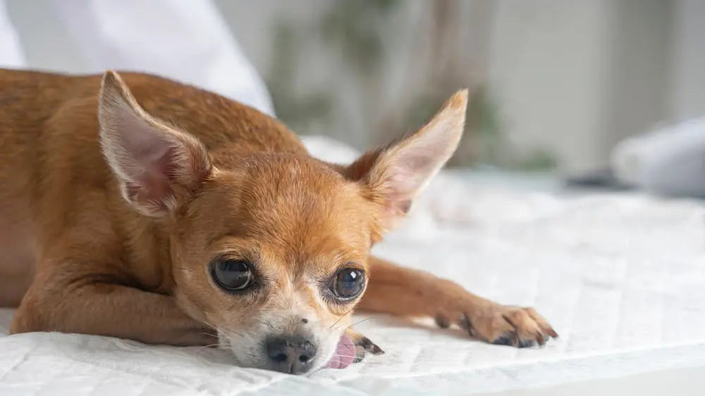 老犬震え